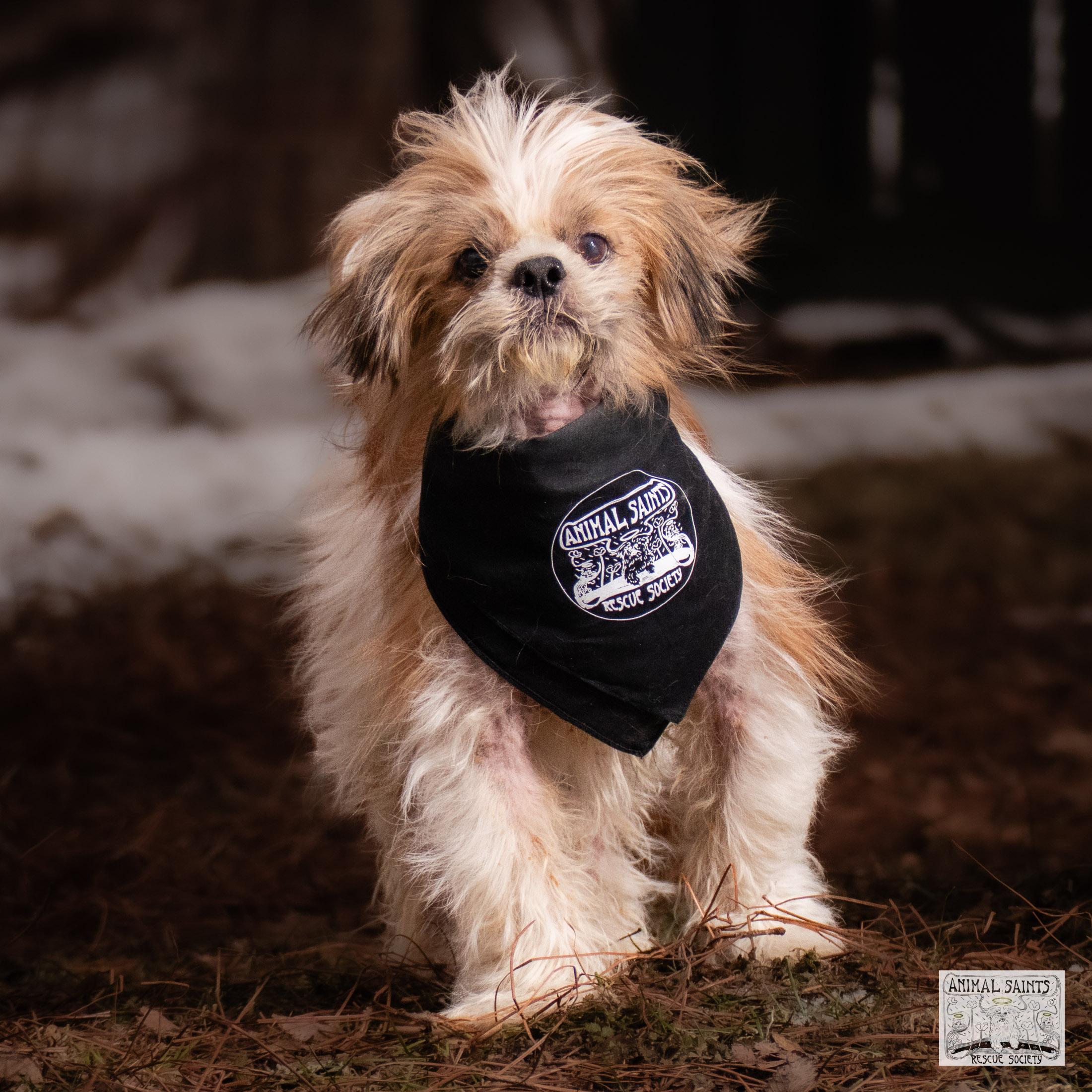 Enlarge Toby, a Adoptable mixed breed in Fort Montgomery, NY image 3/6