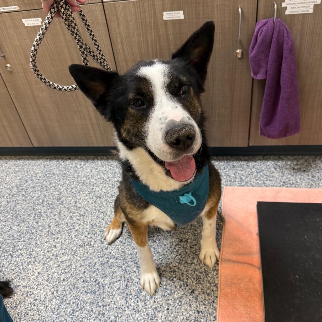 Enlarge Nipsey, a Adoptable mixed breed in Great Falls, MT image 1/3