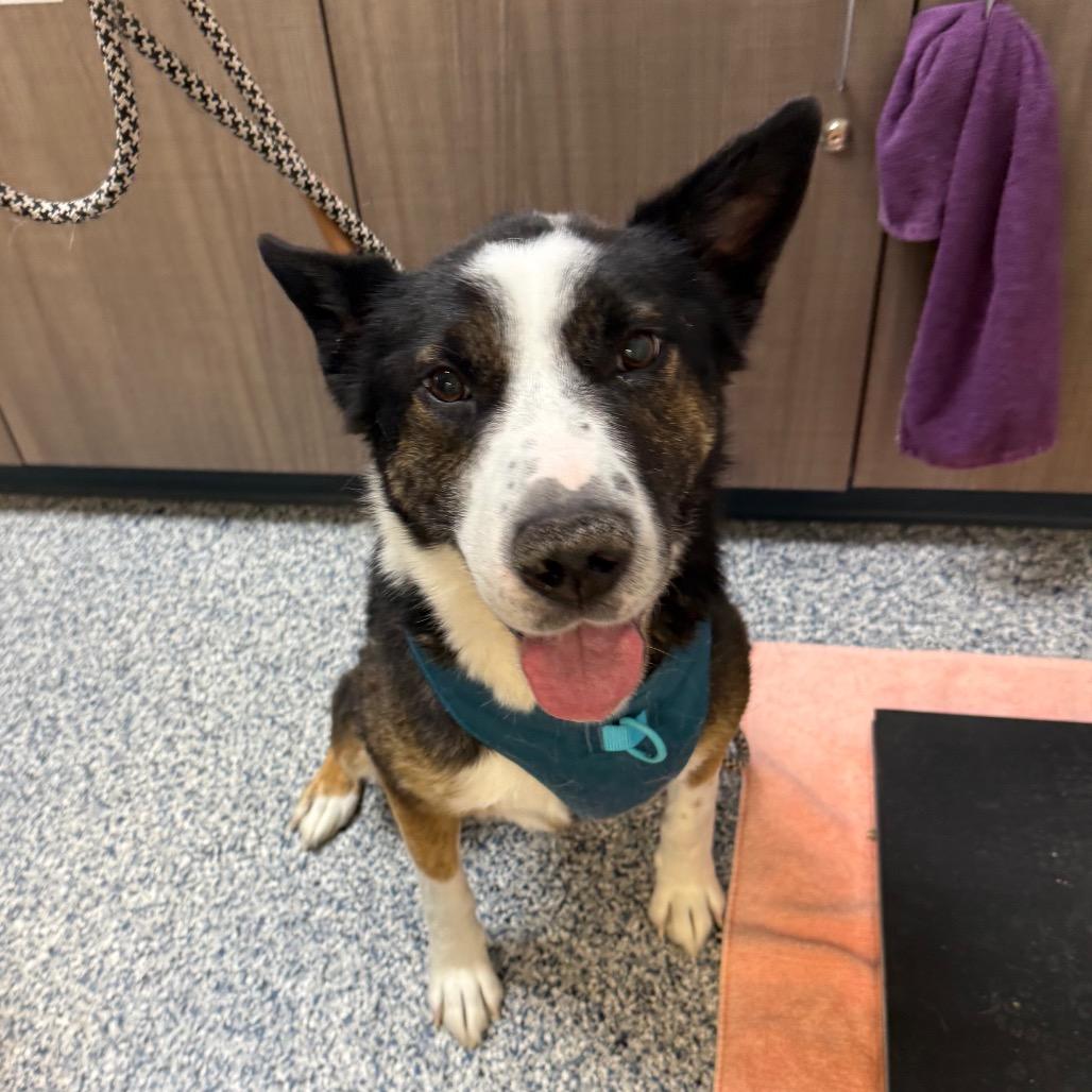 Enlarge Nipsey, a Adoptable mixed breed in Great Falls, MT image 2/3