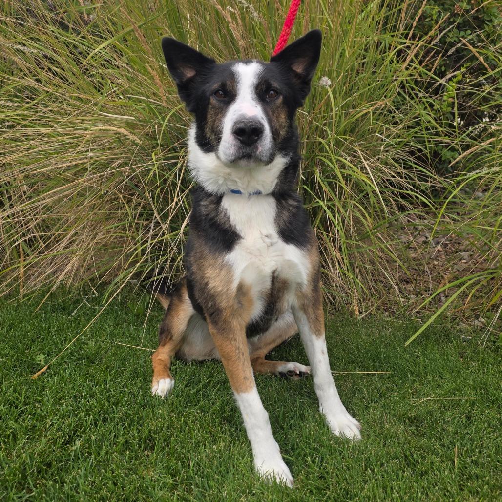 Enlarge Nipsey, a Adoptable mixed breed in Great Falls, MT image 3/3