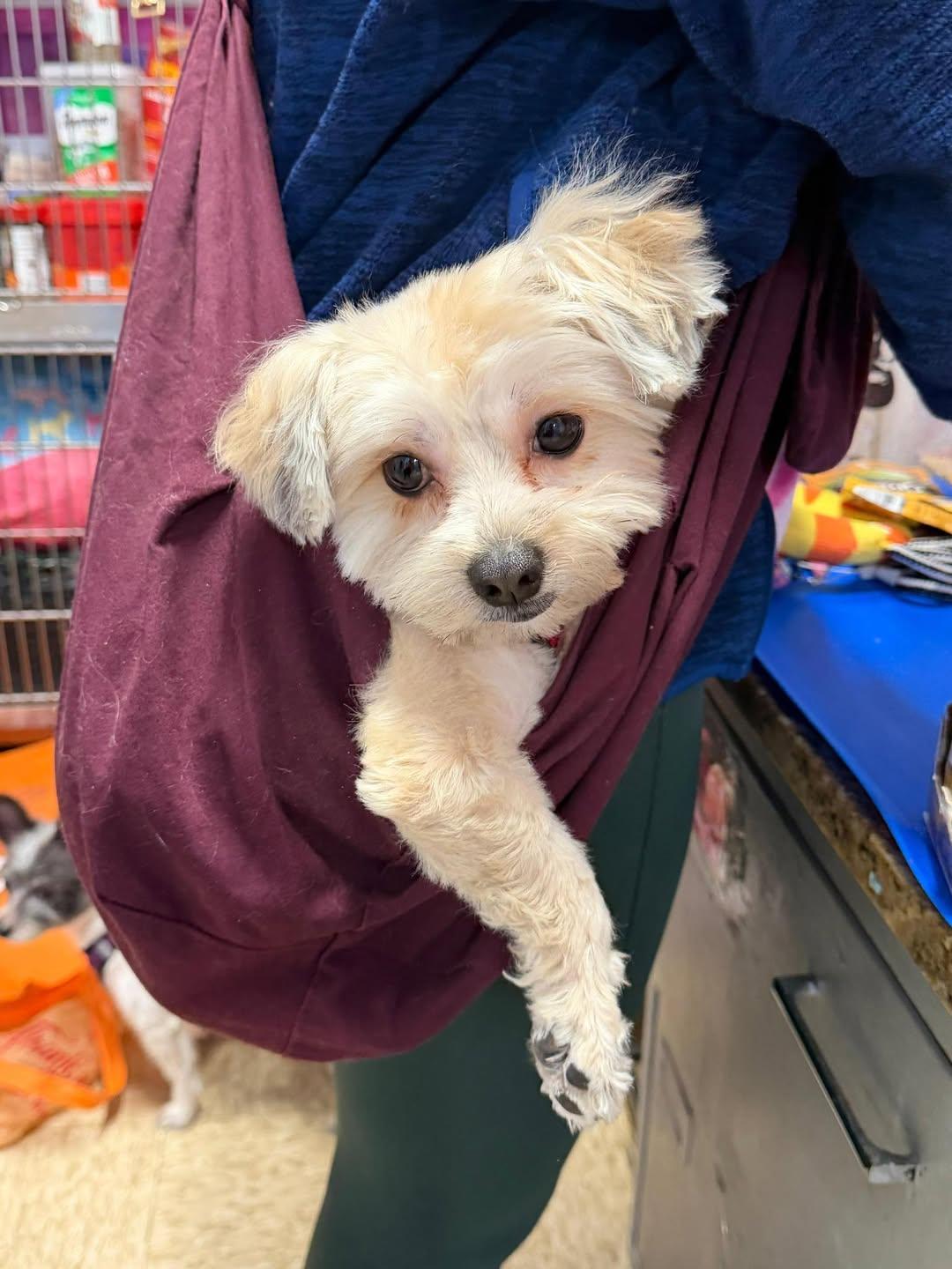 Enlarge Miko, an adopted Morkie in Glendale, NY image 1/1