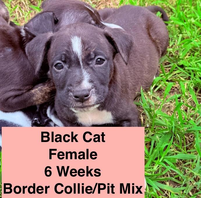 Black Cat, Adoptable, Puppy Female Border Collie & Pit Bull Terrier.