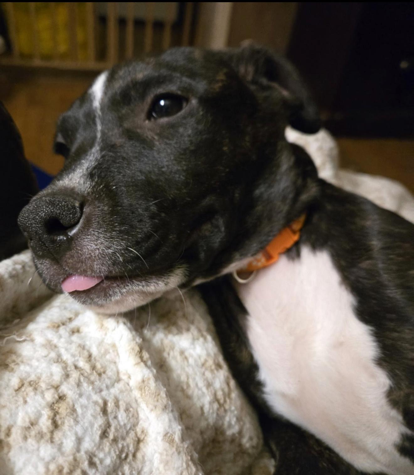 Black Cat, Adoptable, Puppy Female Border Collie & Pit Bull Terrier.