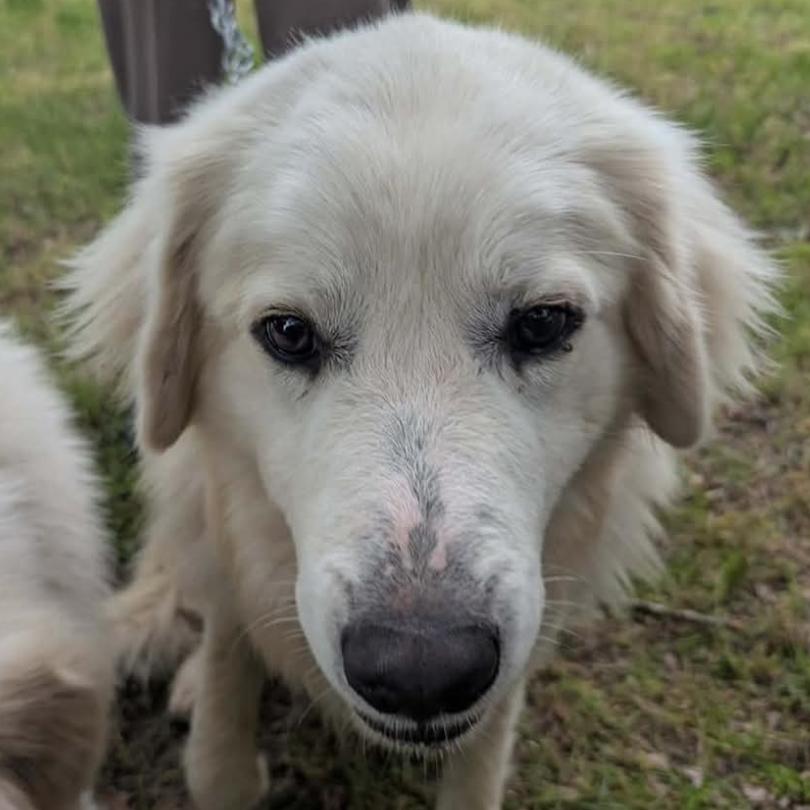 Enlarge Stoney, a Adoptable Great Pyrenees in West Plains, MO image 1/1