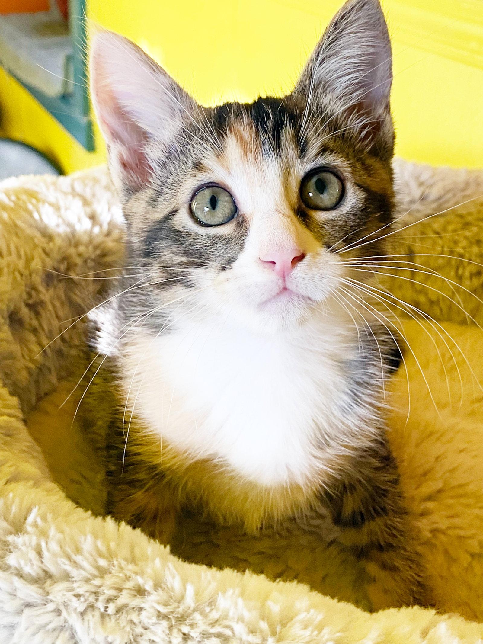 Sugar photo