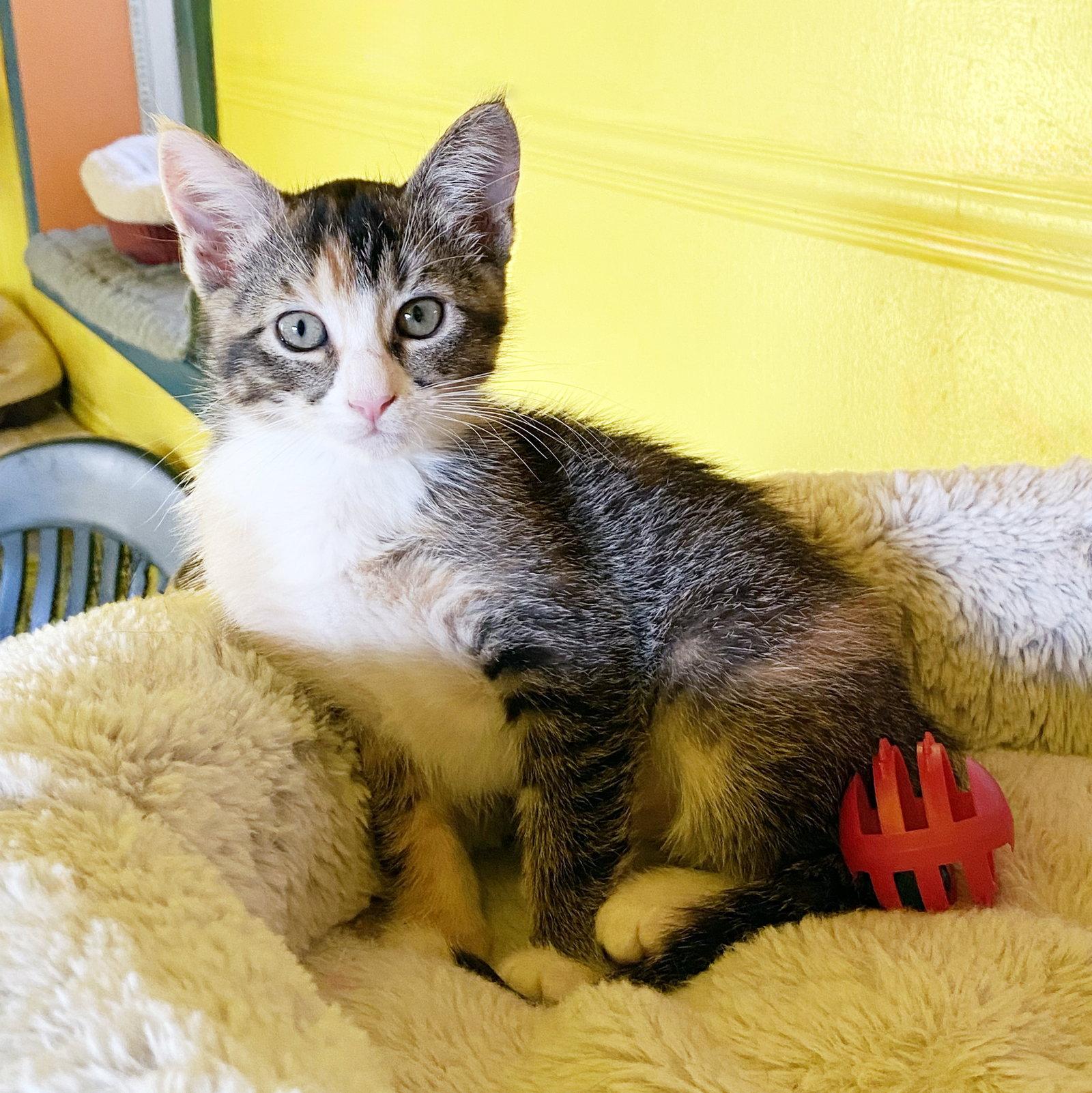 Enlarge Sugar, a Adoptable Torbie in Alameda, CA image 2/3