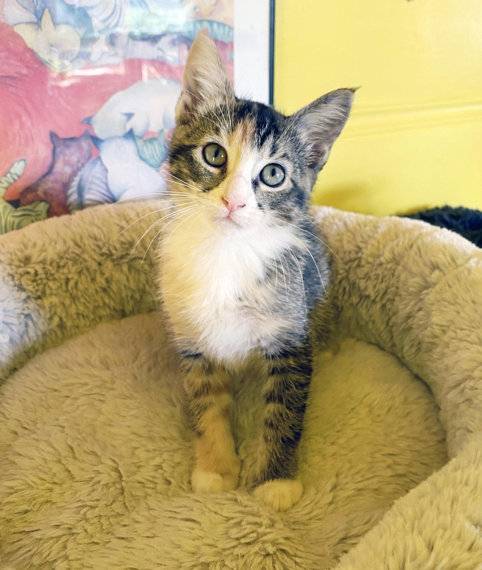 Enlarge Sugar, a Adoptable Torbie in Alameda, CA image 3/3