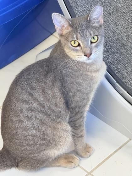 Newton, Adoptable, Adult Male Domestic Short Hair & Domestic Short Hair.