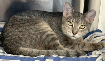 Enlarge Newton, a Adoptable Domestic Short Hair in Venice, FL image 2/3