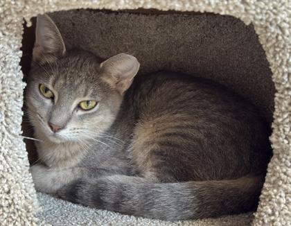 Enlarge Newton, a Adoptable Domestic Short Hair in Venice, FL image 3/3