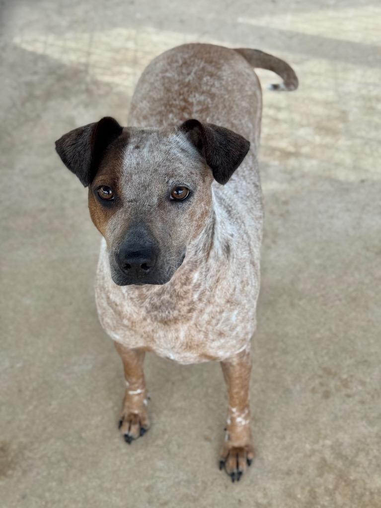 Enlarge Harmony, a Adoptable mixed breed in Canyon Lake, TX image 1/1