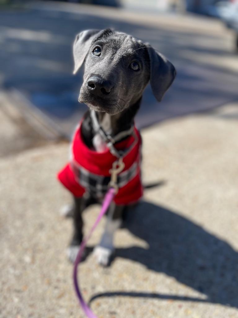 Charm, an adoptable Weimaraner in New Orleans, LA, 70123 | Photo Image 3