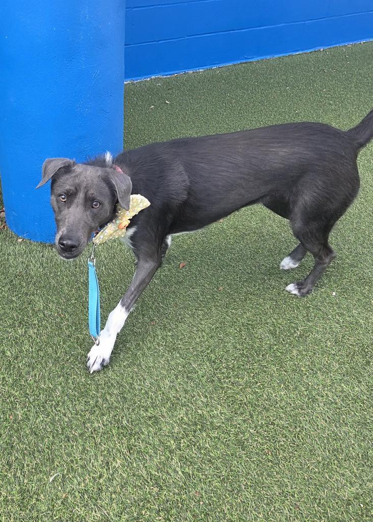 Enlarge Charm, a Adoptable mixed breed in New Orleans, LA image 1/3