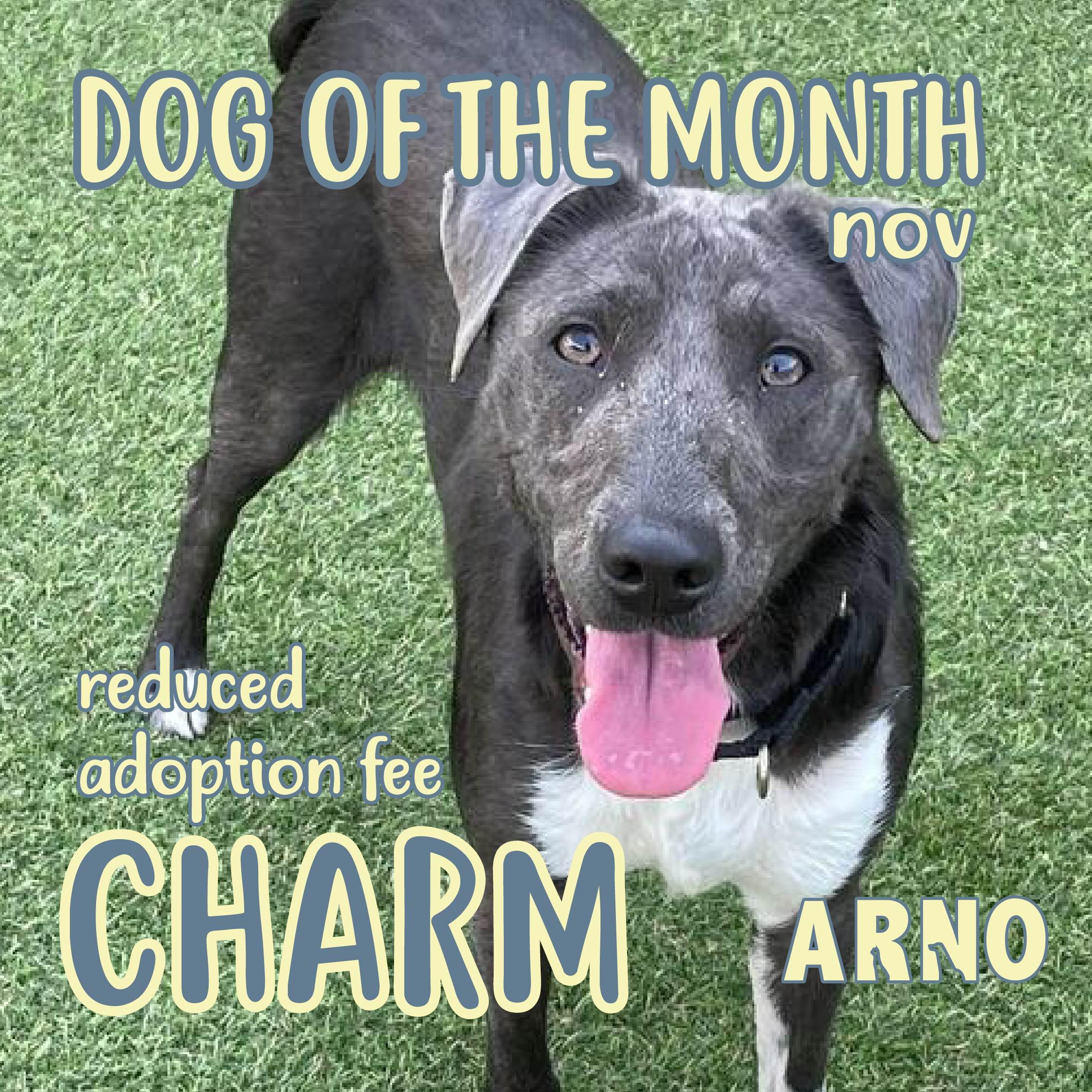 Charm (In Foster)