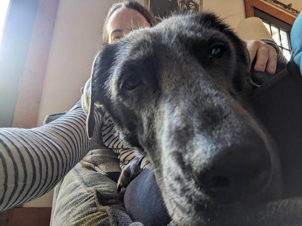 Enlarge Charm (In Foster), a Adoptable mixed breed in New Orleans, LA image 2/6