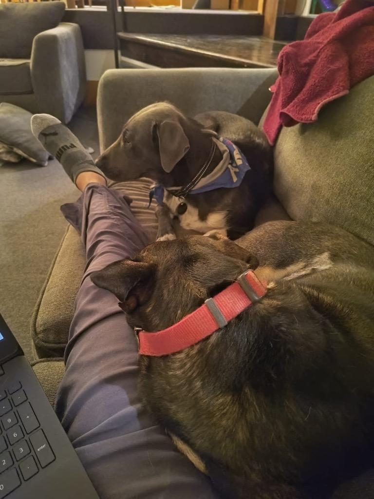 Enlarge Charm (In Foster), a Adoptable mixed breed in New Orleans, LA image 3/6