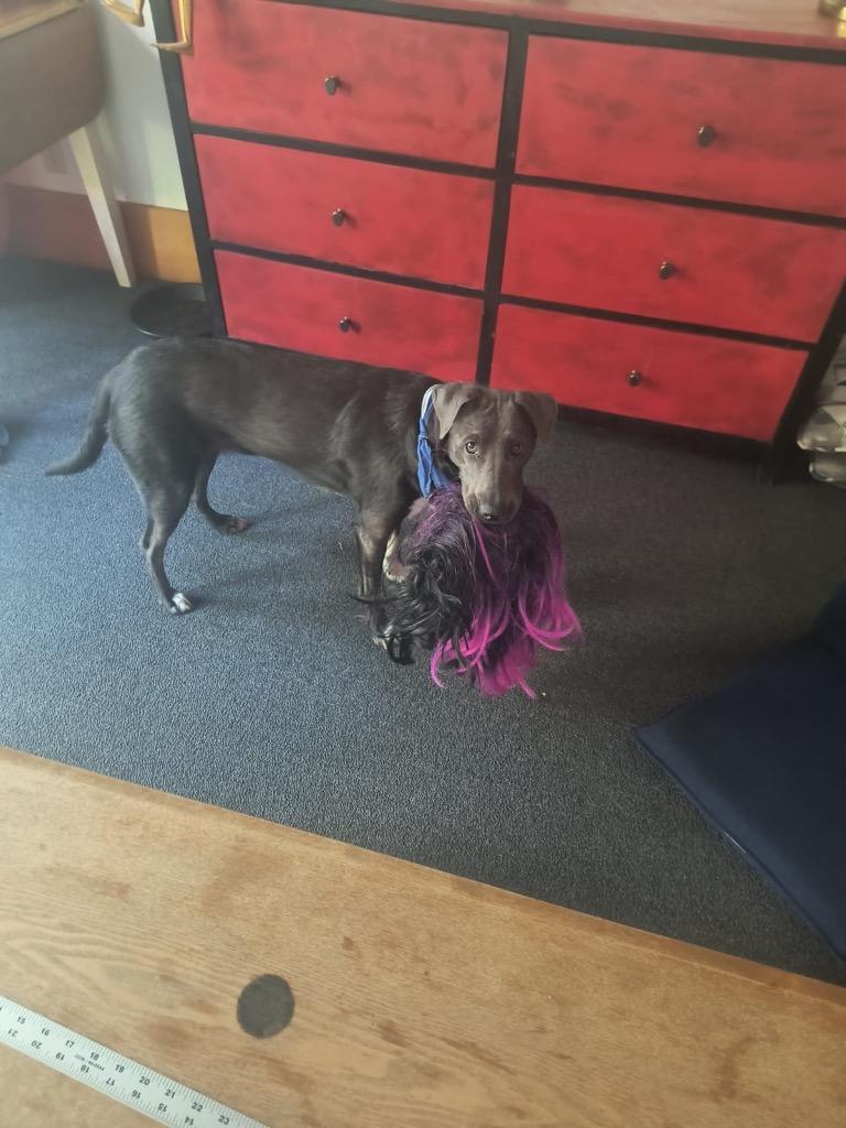 Enlarge Charm (In Foster), a Adoptable mixed breed in New Orleans, LA image 4/6