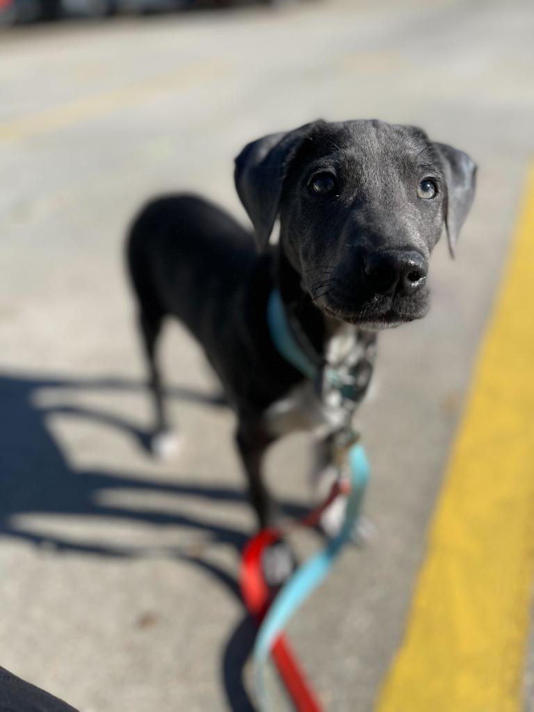 Charm, an adoptable Weimaraner in New Orleans, LA, 70123 | Photo Image 5