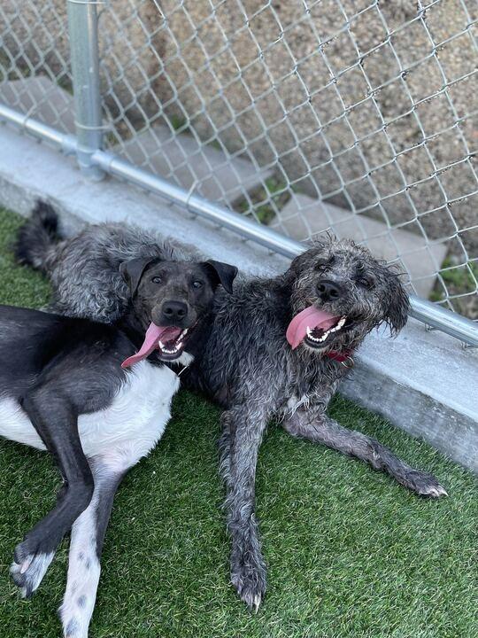 Enlarge Charm, a Adoptable mixed breed in New Orleans, LA image 2/3