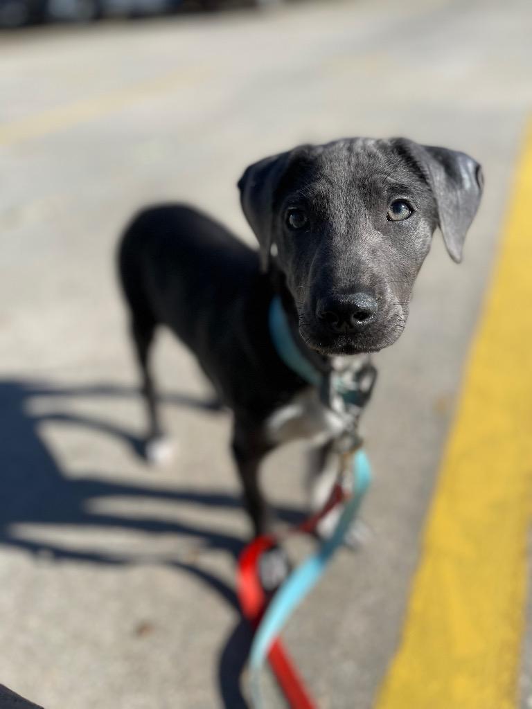 Charm, an adoptable Weimaraner in New Orleans, LA, 70123 | Photo Image 4