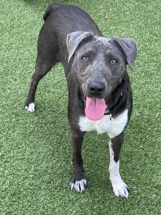 Charm (In Foster), a Adoptable mixed breed in New Orleans, LA image 2/2