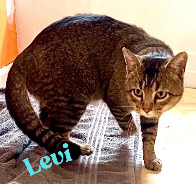 Levi, a Adoptable American Shorthair in Wauseon, OH image 3/6
