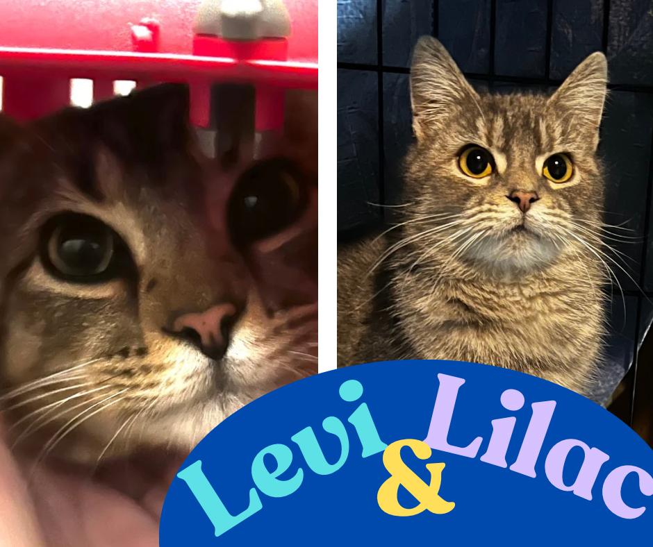 Levi, a Adoptable American Shorthair in Wauseon, OH image 4/6