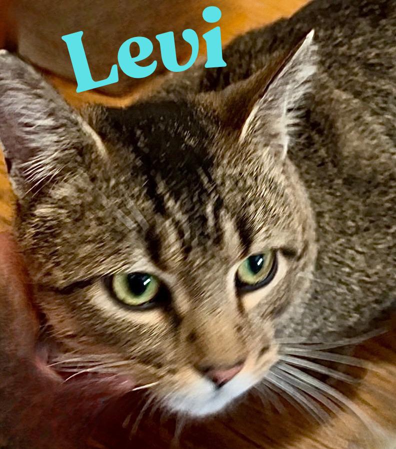 Levi, a Adoptable American Shorthair in Wauseon, OH image 5/6