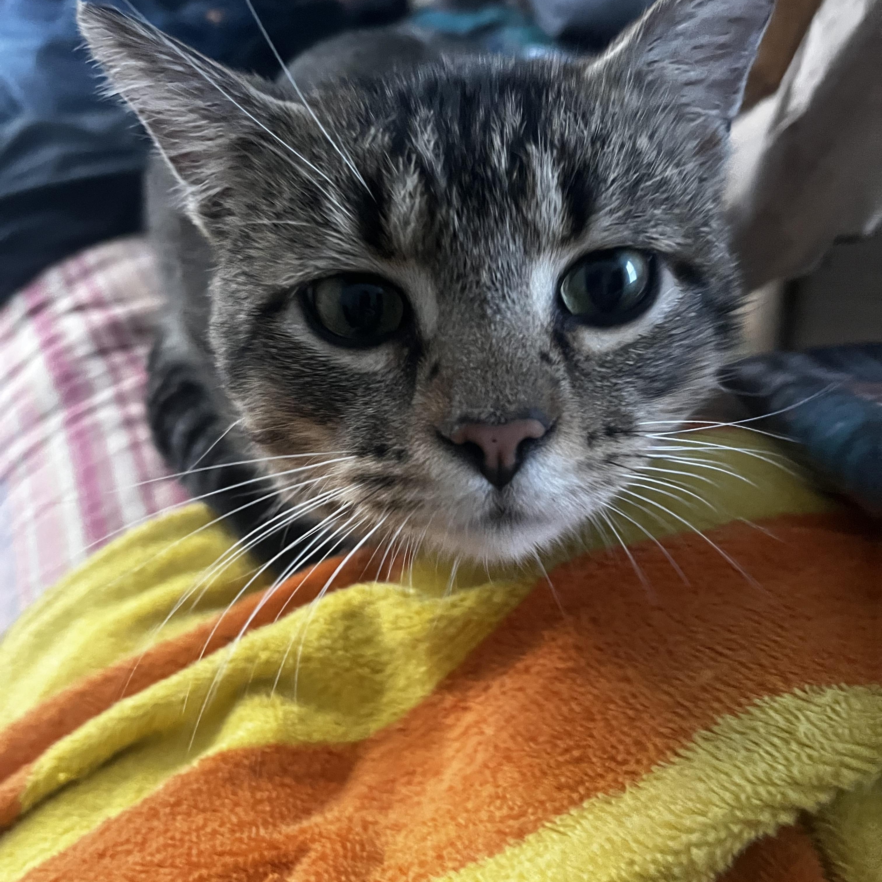 Levi, a Adoptable American Shorthair in Wauseon, OH image 1/6