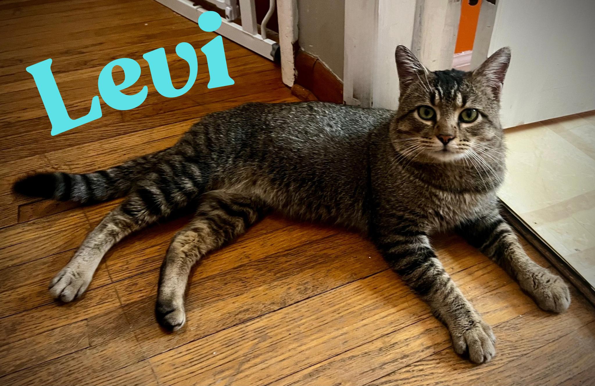 Levi, a Adoptable American Shorthair in Wauseon, OH image 2/6