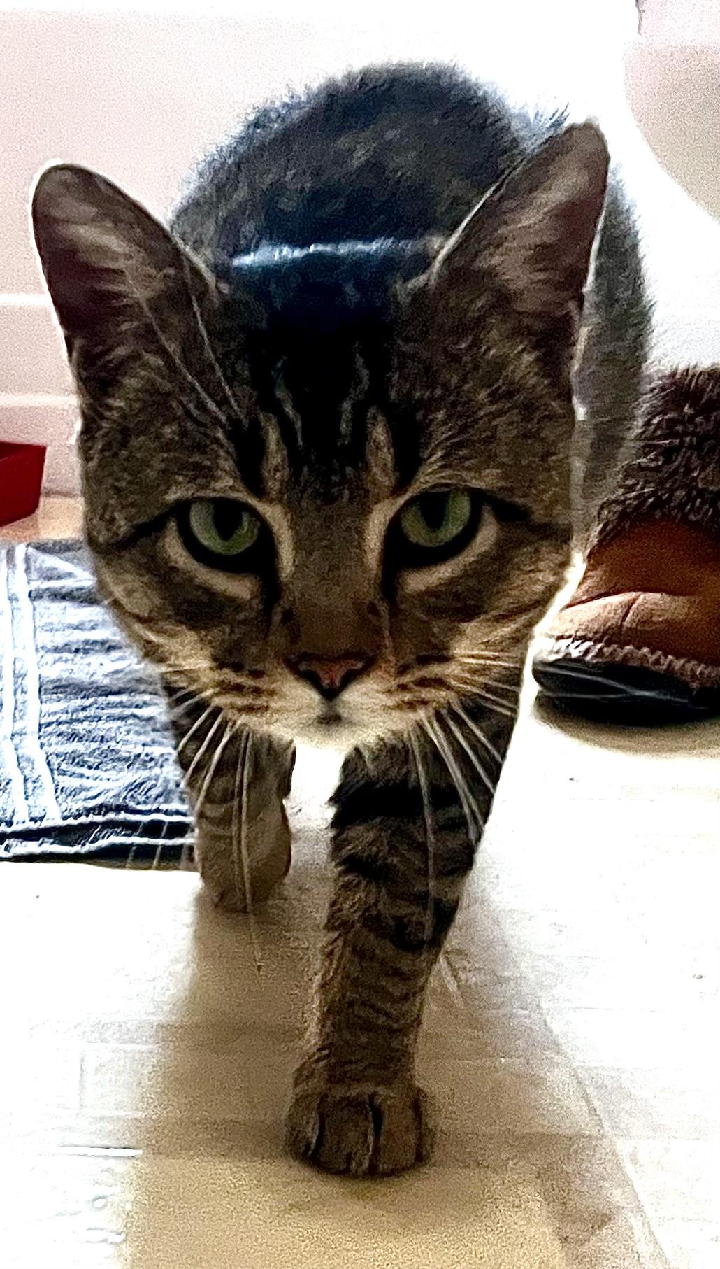 Levi, a Adoptable American Shorthair in Wauseon, OH image 6/6