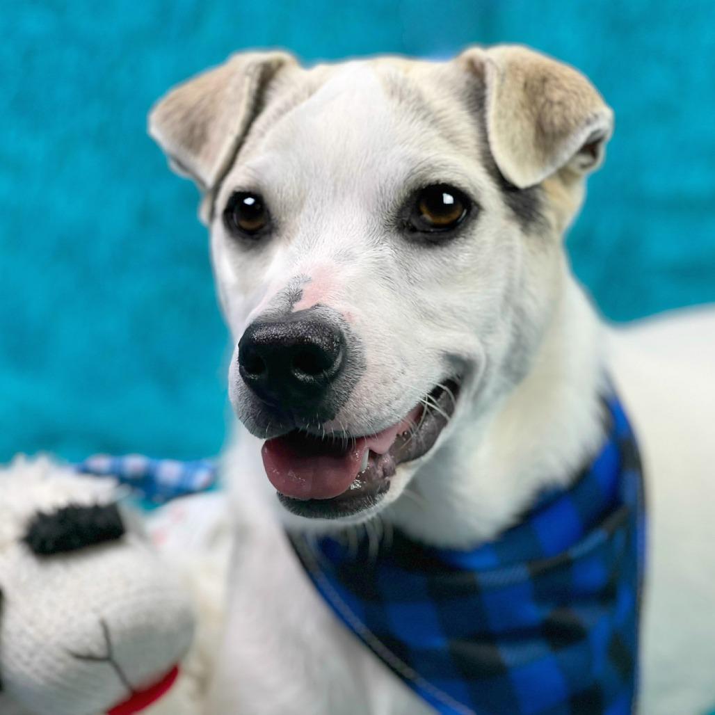 Enlarge Titus, a Adoptable mixed breed in San Antonio, TX image 3/6