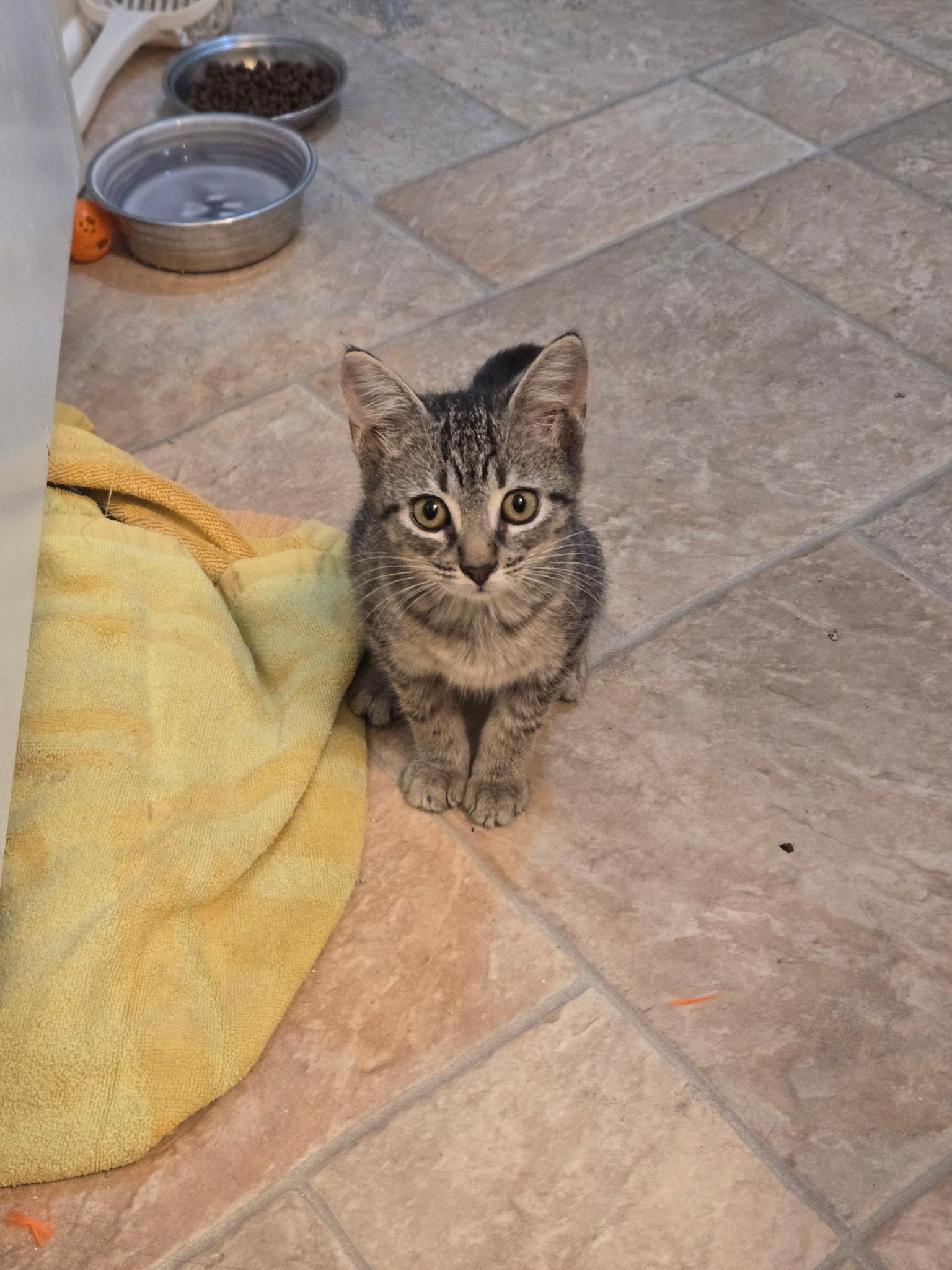 Sleepy, Adoptable, Kitten Female Domestic Short Hair.