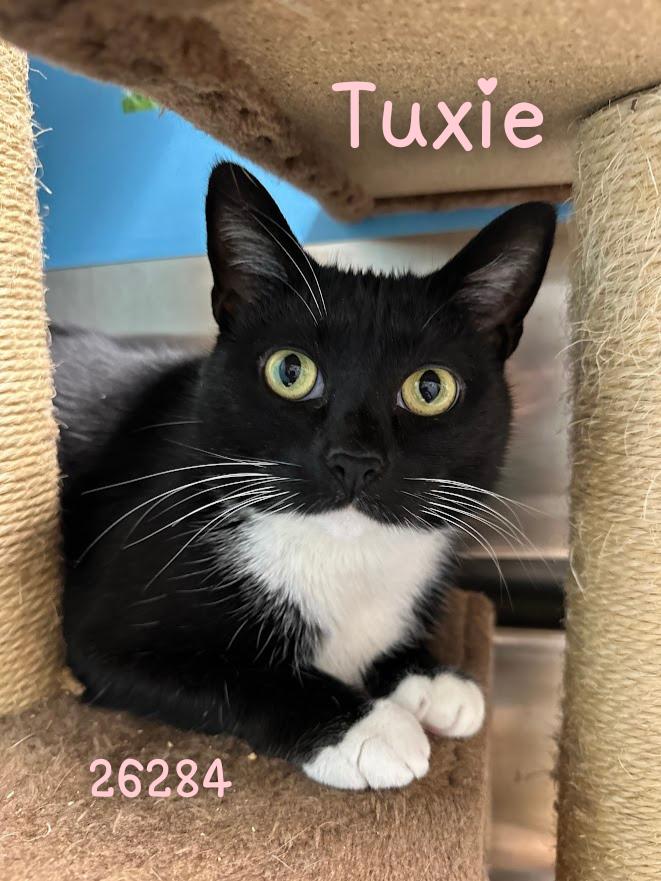 Enlarge Tuxie, a Adoptable mixed breed in Oak Ridge, TN image 1/2