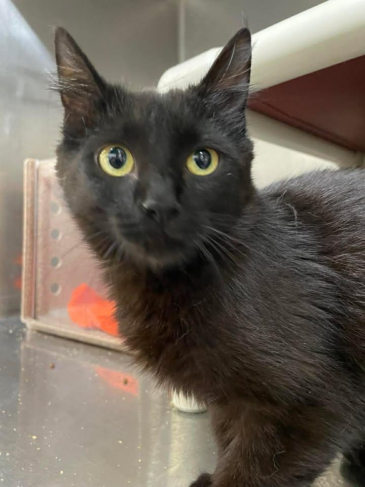 Enlarge June, a ADOPTABLE Domestic Medium Hair in Stillwater, OK image 1/1