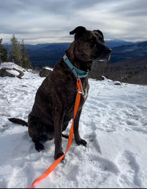 Duke, ADOPTABLE, Senior Male German Shepherd Dog.