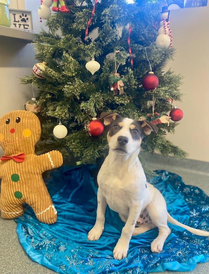 Enlarge Fleiz, a Adoptable mixed breed in Sapulpa, OK image 1/2