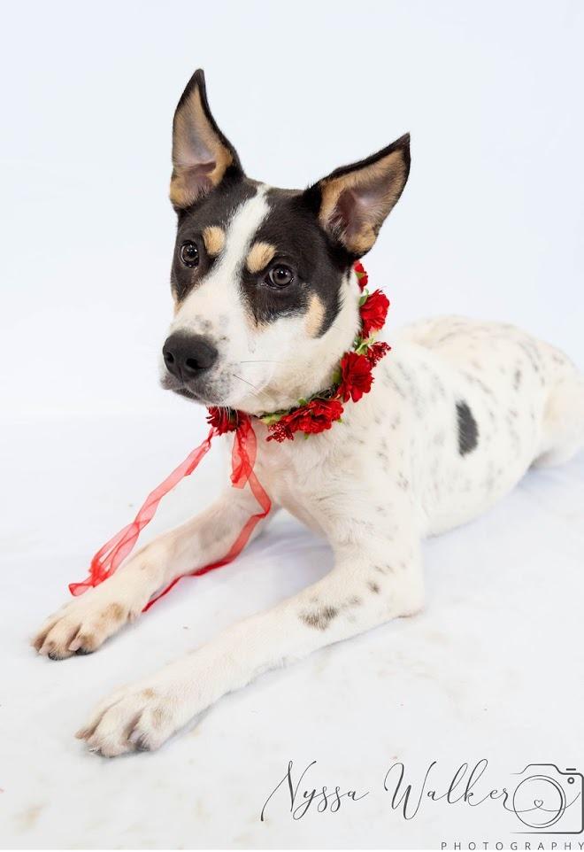Enlarge Fleiz, a Adoptable mixed breed in Sapulpa, OK image 2/2