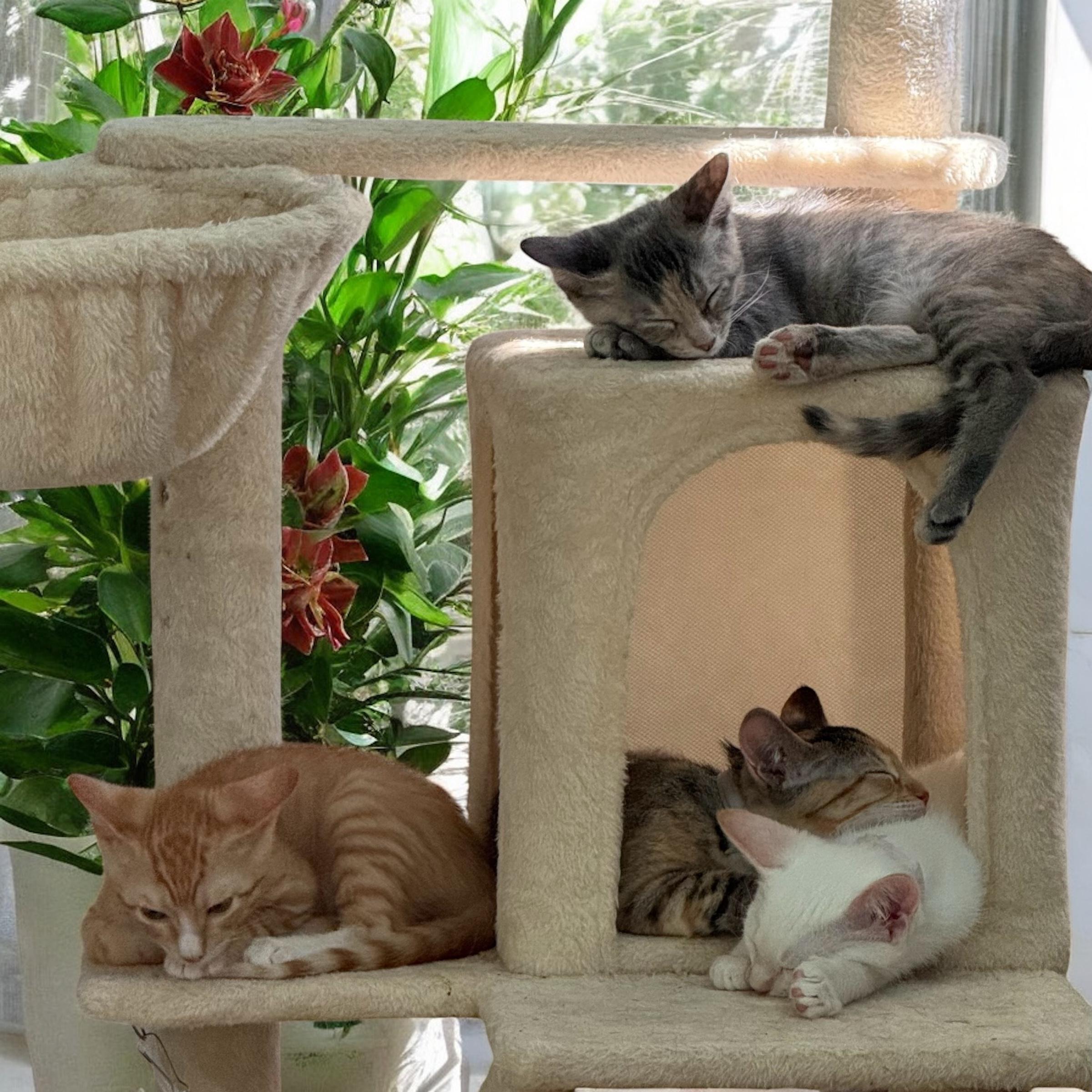 Gravy, a Adopted American Shorthair in Cypress, TX image 2/4