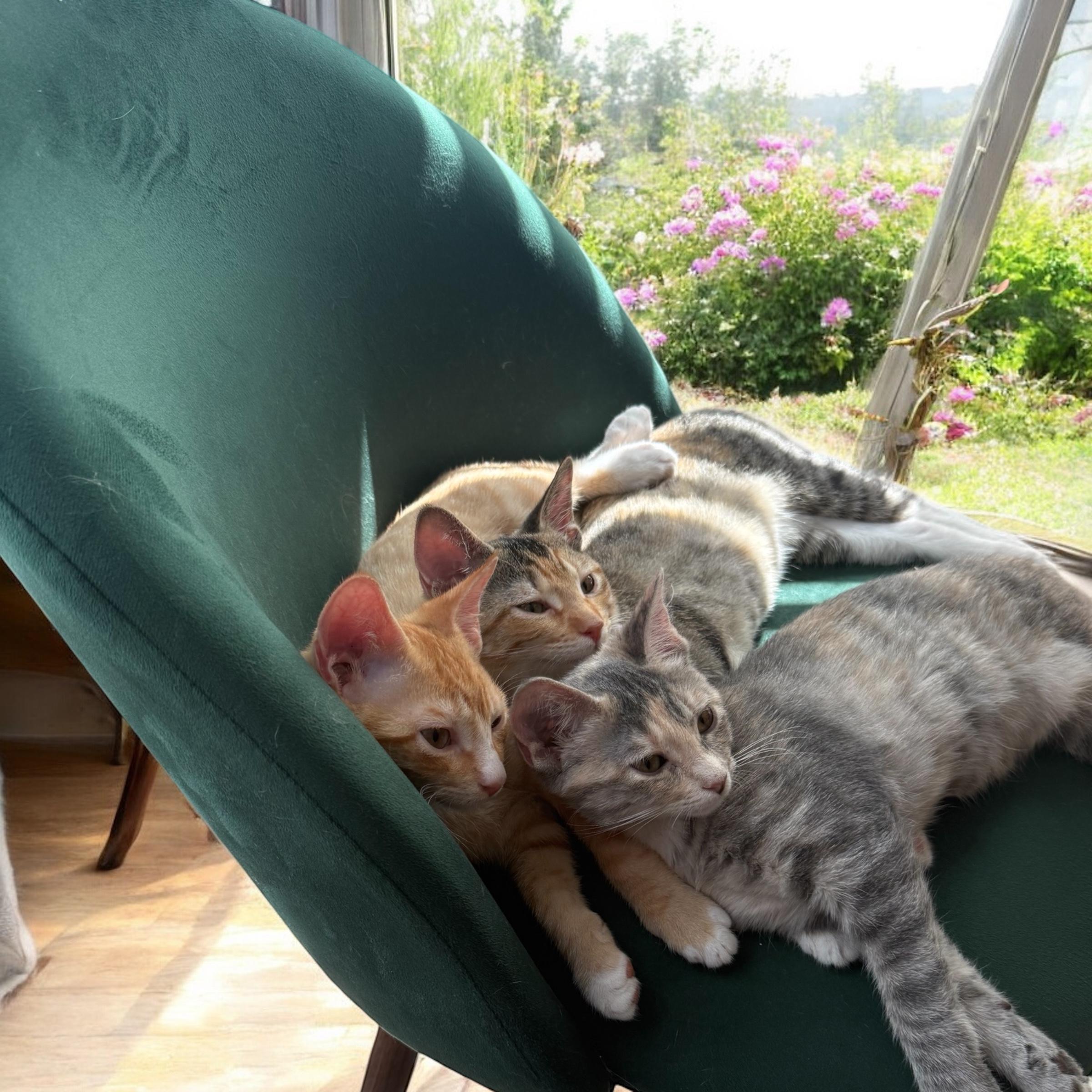 Gravy, a Adopted American Shorthair in Cypress, TX image 3/4