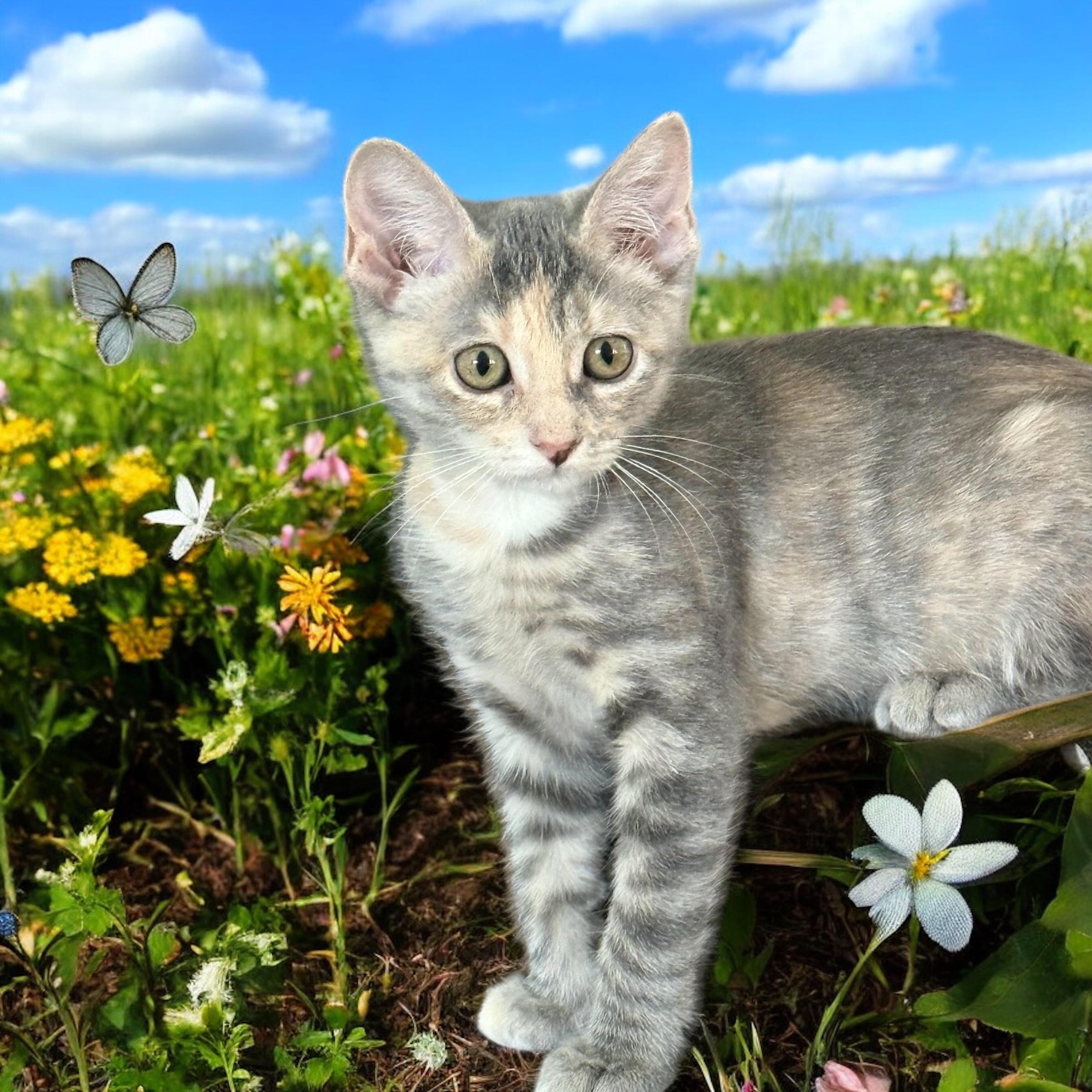 Gravy, a Adopted American Shorthair in Cypress, TX image 1/4