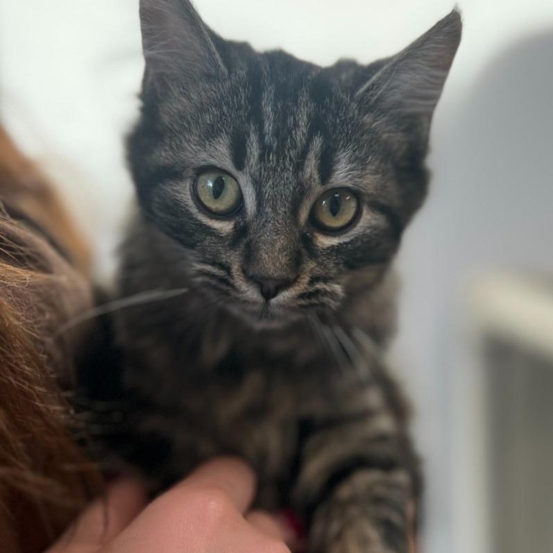 Minnow, adopted, Kitten Female Domestic Medium Hair.