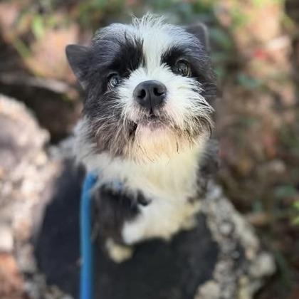 Enlarge Oreo (Tuxedo Mask), a Adopted mixed breed in Arlington, VA image 1/6