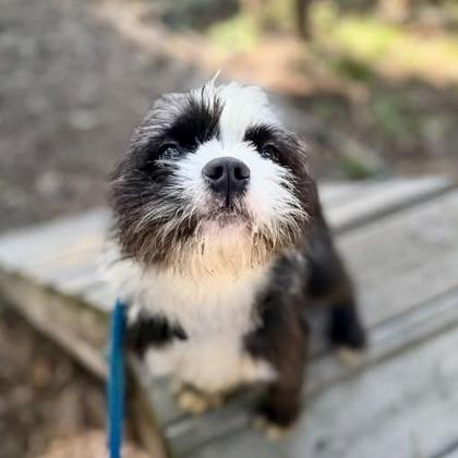 Enlarge Oreo (Tuxedo Mask), a Adopted mixed breed in Arlington, VA image 2/6