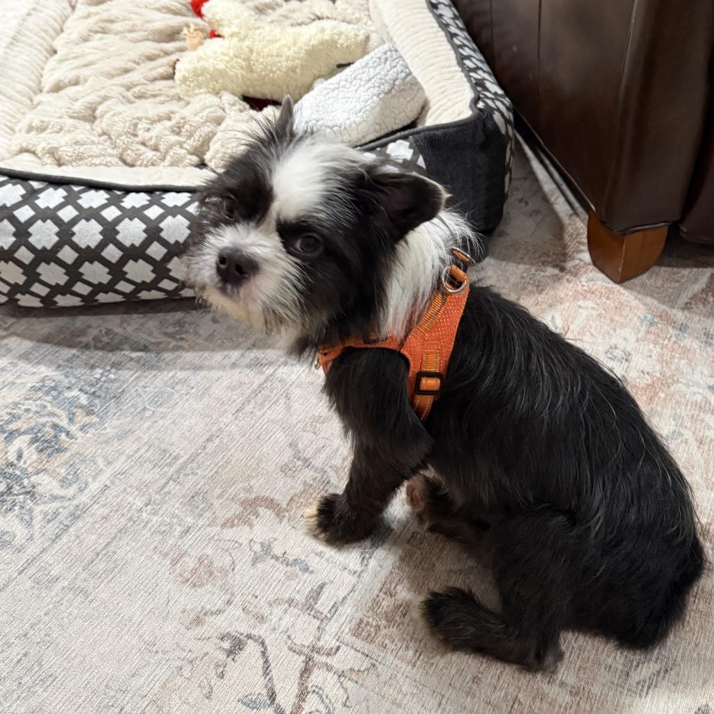 Enlarge Oreo (Tuxedo Mask), a Adopted mixed breed in Arlington, VA image 3/6