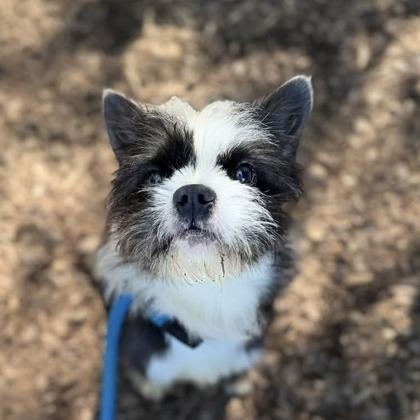 Enlarge Oreo (Tuxedo Mask), a Adopted mixed breed in Arlington, VA image 4/6