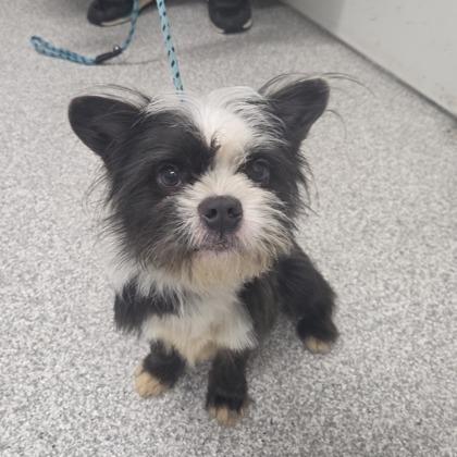 Enlarge Oreo (Tuxedo Mask), a Adopted mixed breed in Arlington, VA image 5/6