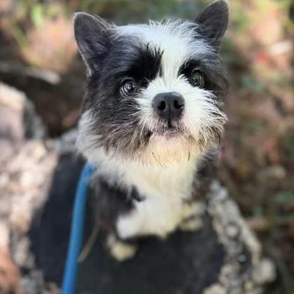Enlarge Oreo (Tuxedo Mask), a Adopted mixed breed in Arlington, VA image 6/6