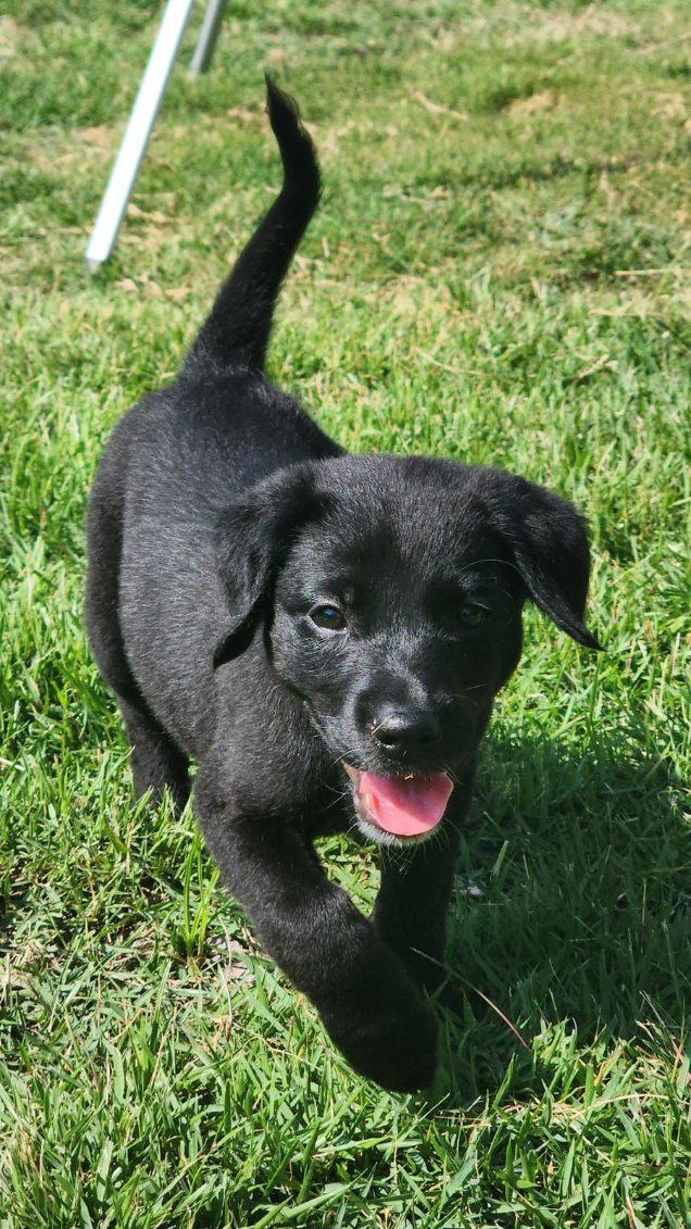Raven, Baby Female Labrador Retriever