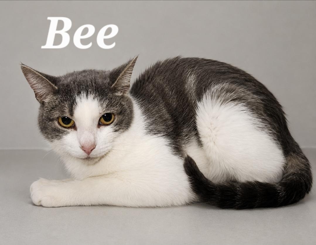 Bee, ADOPTABLE, Young Female Domestic Short Hair.